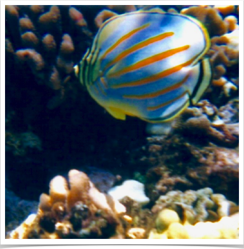 Ornate Butterflyfish (Chaetodon ornatissimus) - at Hawaiian's seaward reefs. 
